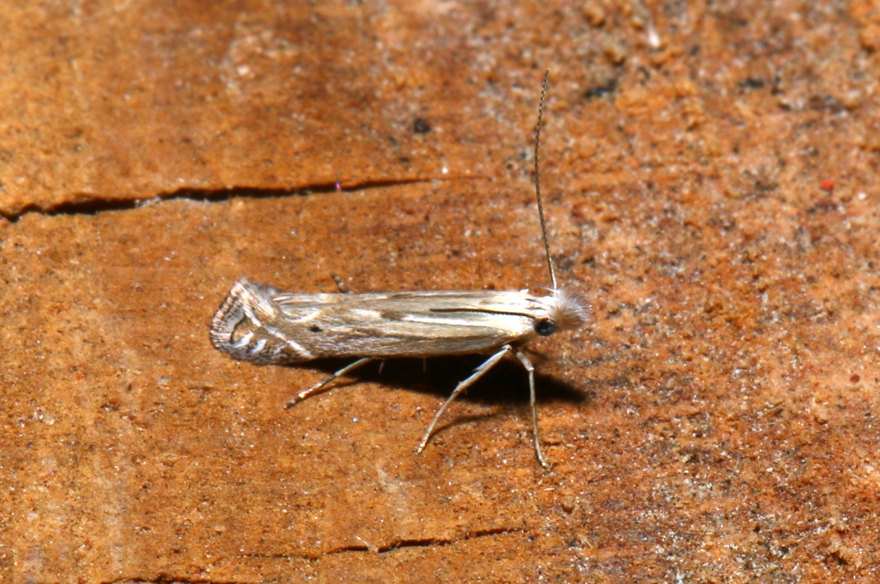 Isophrictis cf striatella/anthemidella