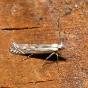 Isophrictis cf striatella/anthemidella