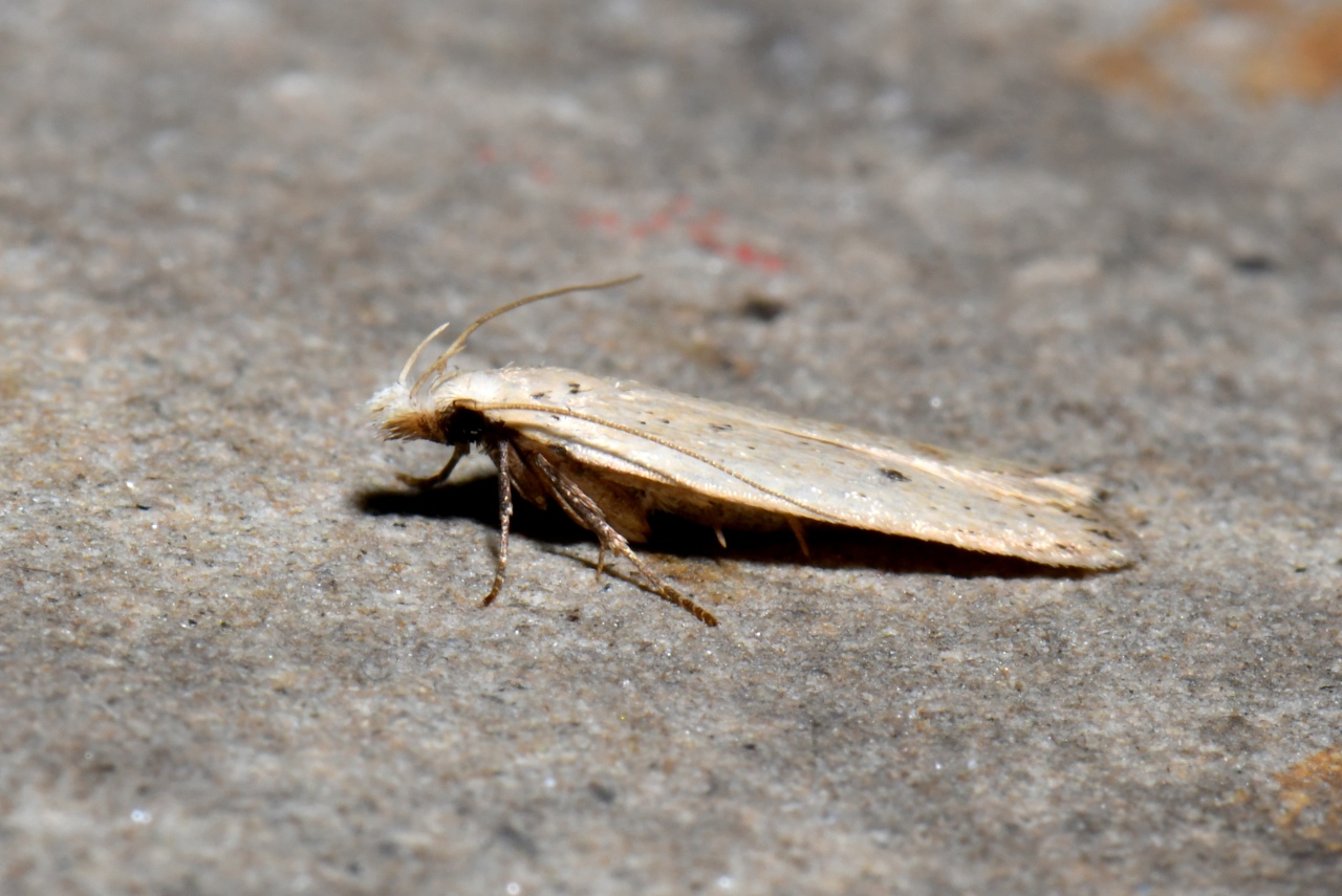 Nothris verbascella (Denis & Schiffermüller, 1775)