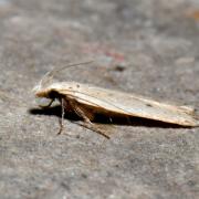 Nothris verbascella (Denis & Schiffermüller, 1775)