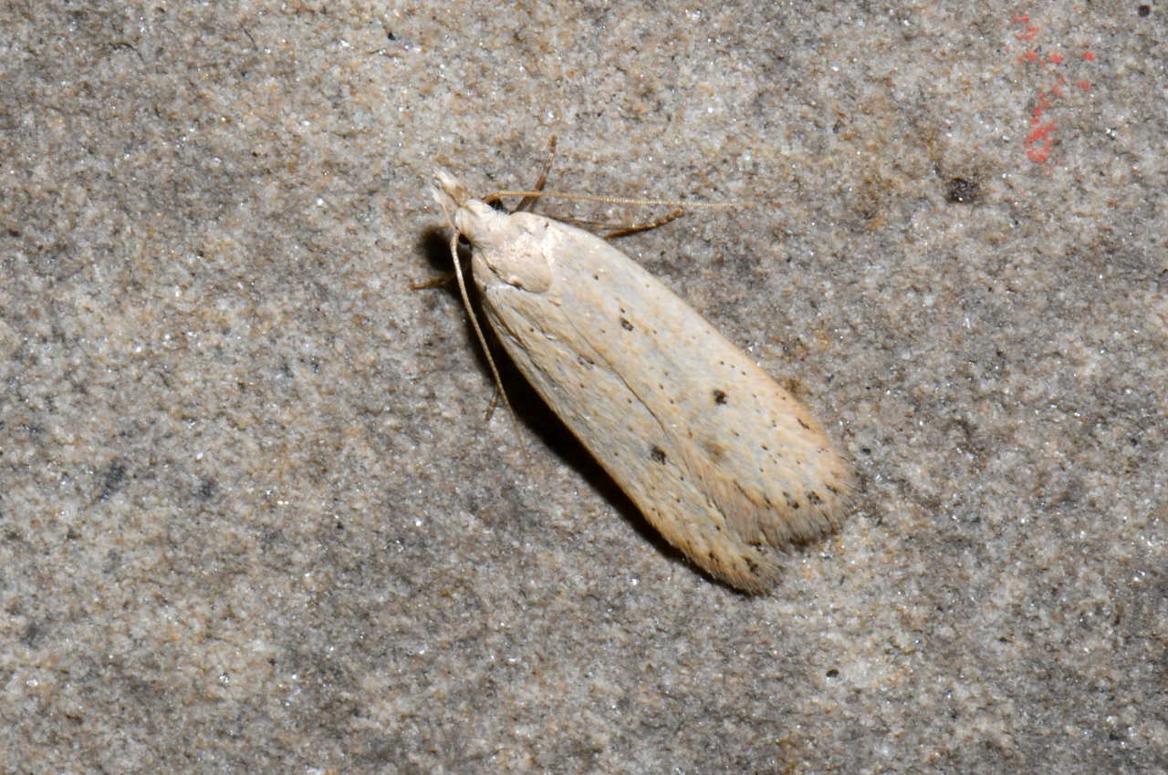 Nothris verbascella (Denis & Schiffermüller, 1775)