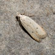 Nothris verbascella (Denis & Schiffermüller, 1775)