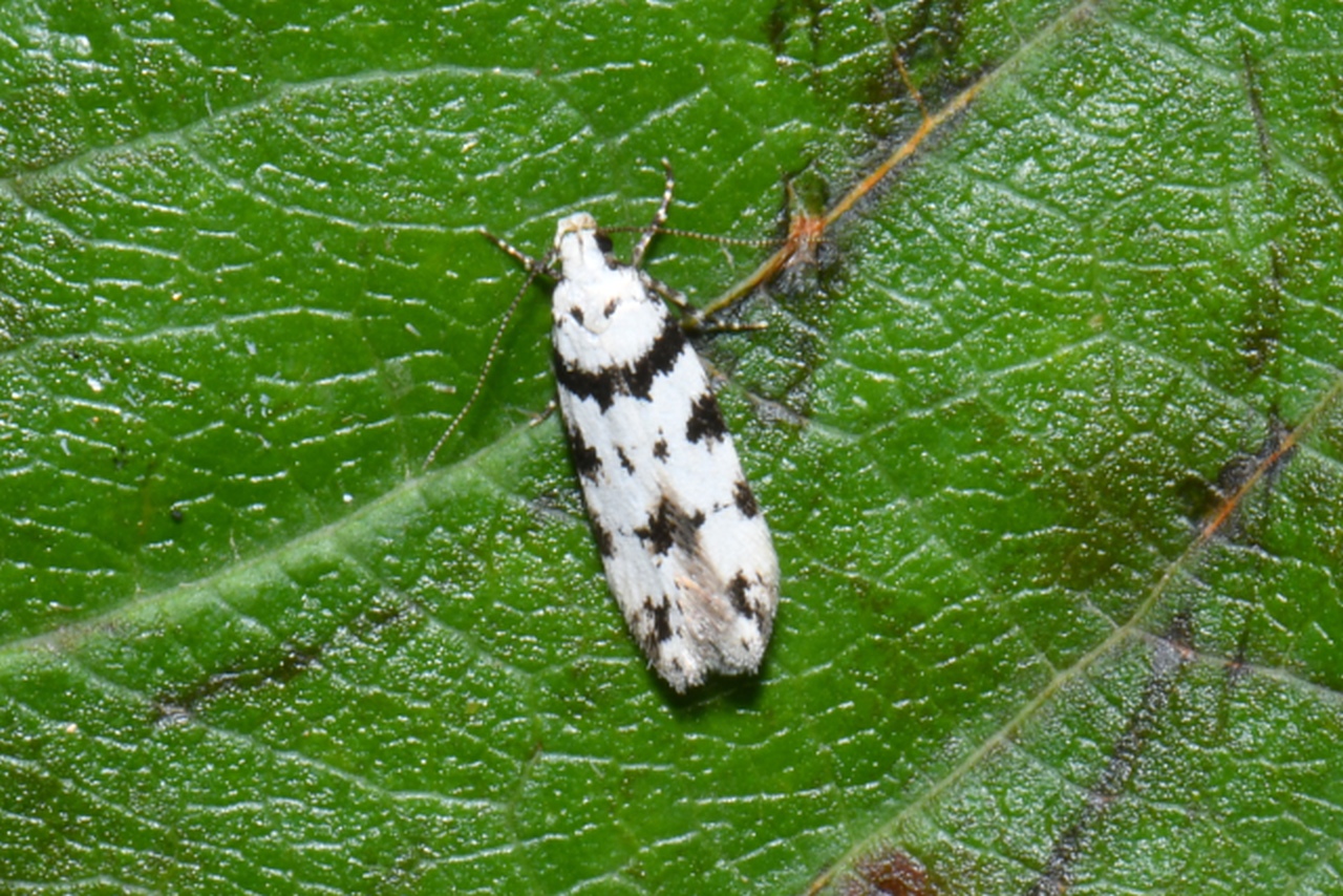 Pseudotelphusa scalella (Scopoli, 1763) 