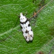 Pseudotelphusa scalella (Scopoli, 1763) 