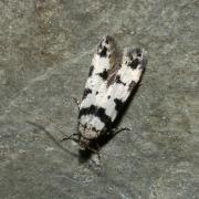 Pseudotelphusa scalella (Scopoli, 1763)