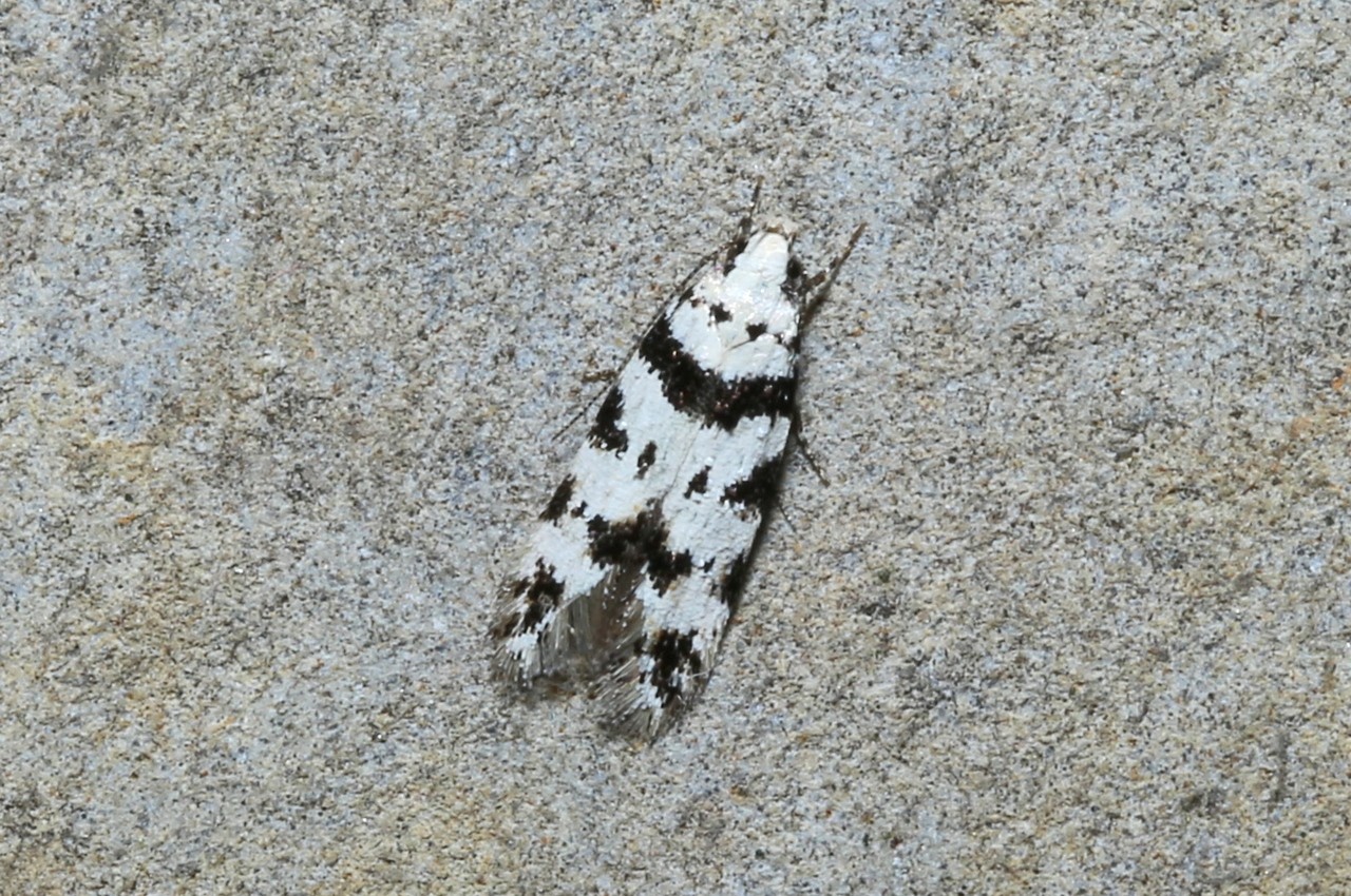 Pseudotelphusa scalella (Scopoli, 1763)  