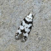 Pseudotelphusa scalella (Scopoli, 1763)  