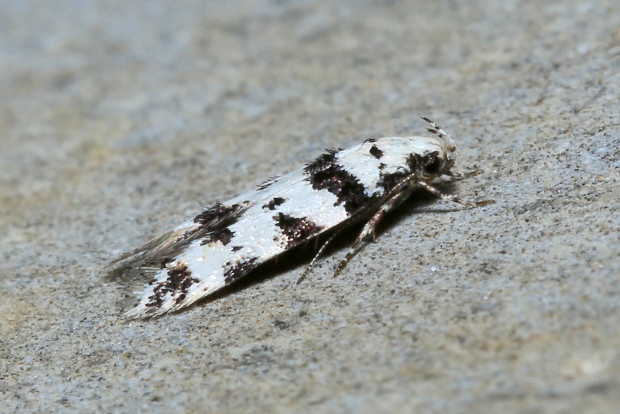 Pseudotelphusa scalella (Scopoli, 1763)  