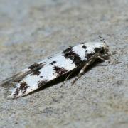 Pseudotelphusa scalella (Scopoli, 1763)  