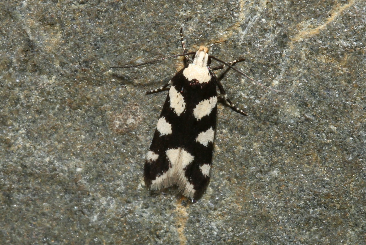 Pseudotelphusa tessella (Linnaeus, 1758)
