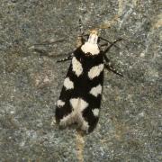 Pseudotelphusa tessella (Linnaeus, 1758)