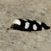 Pseudotelphusa tessella (Linnaeus, 1758)