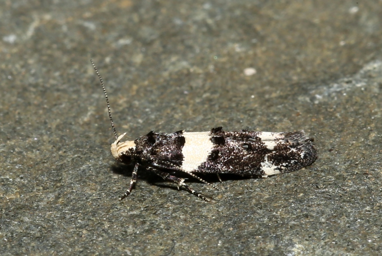 Recurvaria leucatella (Clerck, 1759) - Lite noire