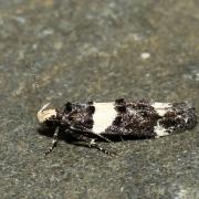 Recurvaria leucatella (Clerck, 1759) - Lite noire