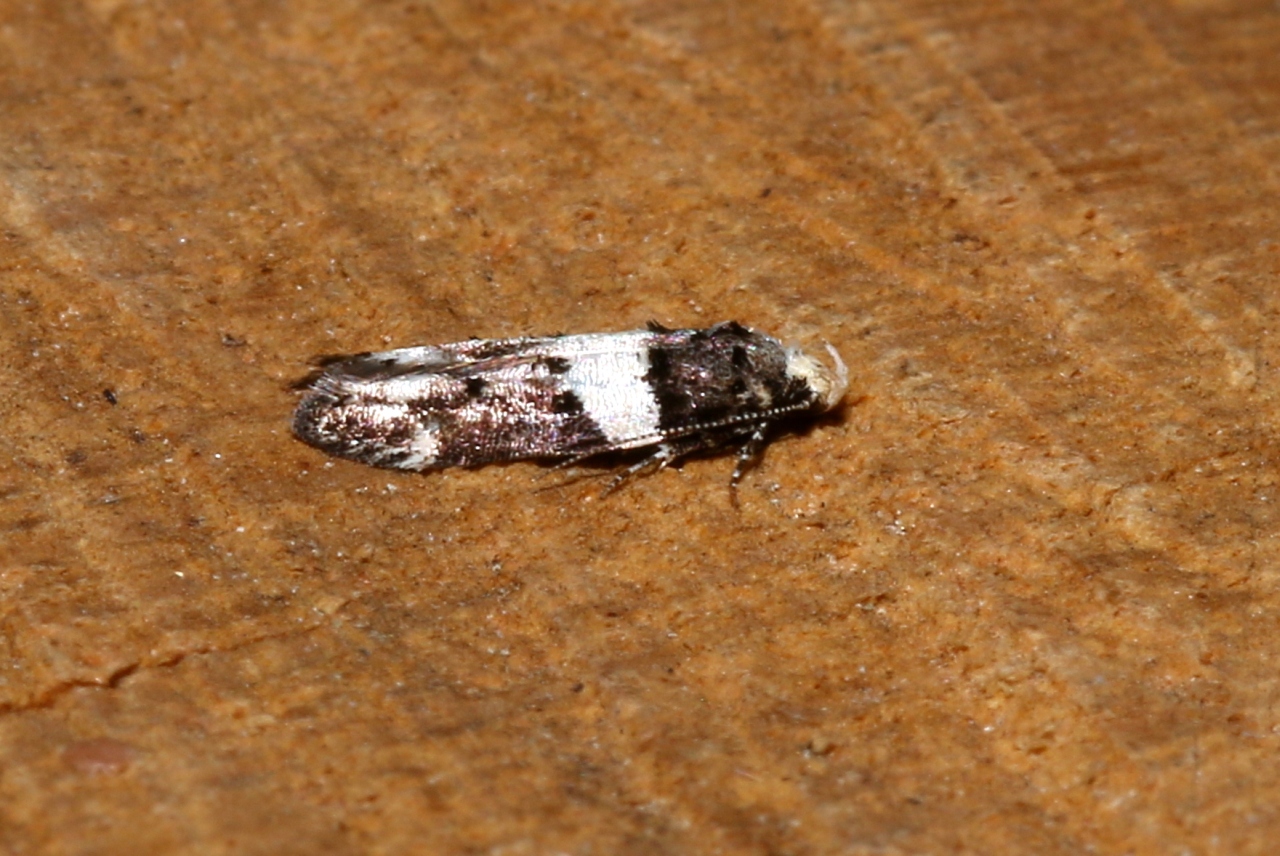 Recurvaria leucatella (Clerck, 1759) - Lite noire