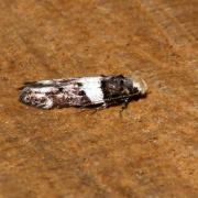 Recurvaria leucatella (Clerck, 1759) - Lite noire