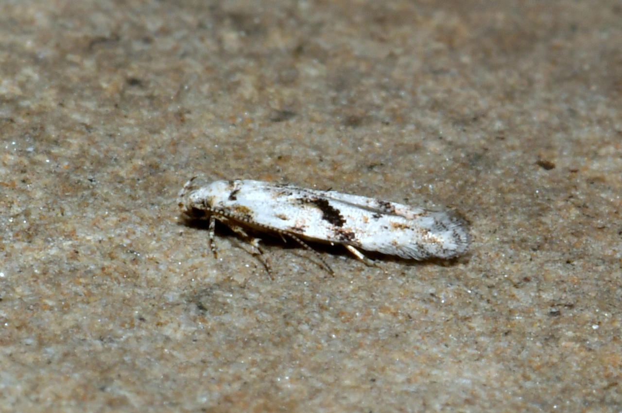 Stenolechia gemmella (Linnaeus, 1758)