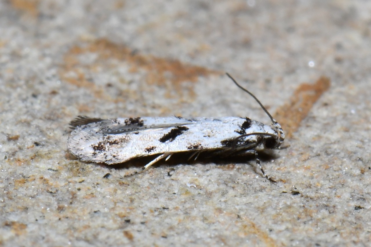 Stenolechiodes pseudogemmellus Elsner, 1996