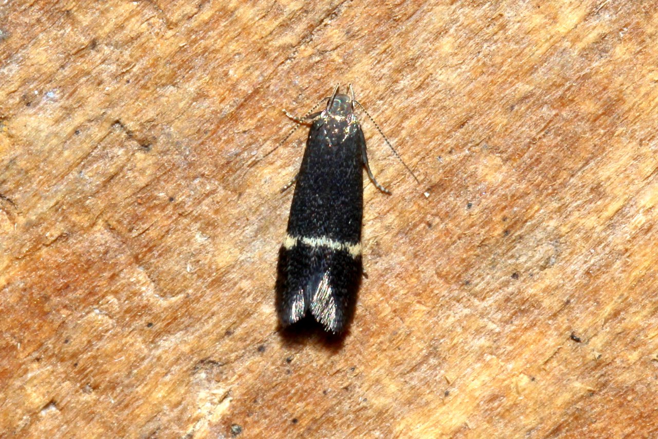 Aproaerema (= Syncopacma) sp