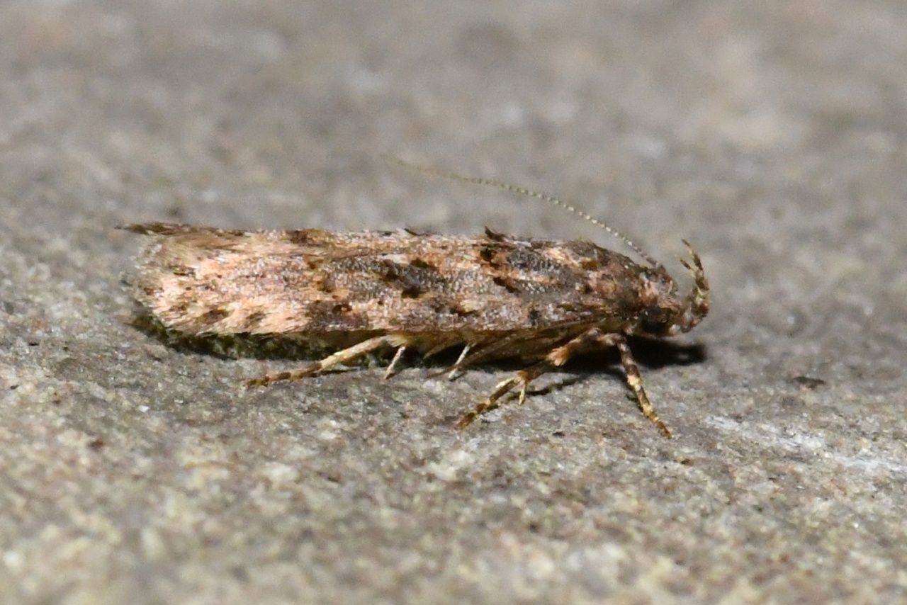 Teleiopsis diffinis (Haworth, 1828)