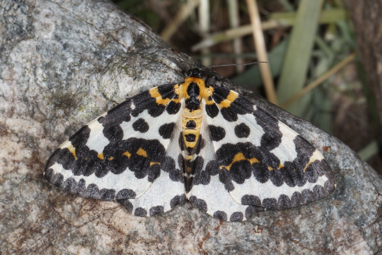 Abraxas grossulariata (Linnaeus, 1758) - Zérène du Groseillier