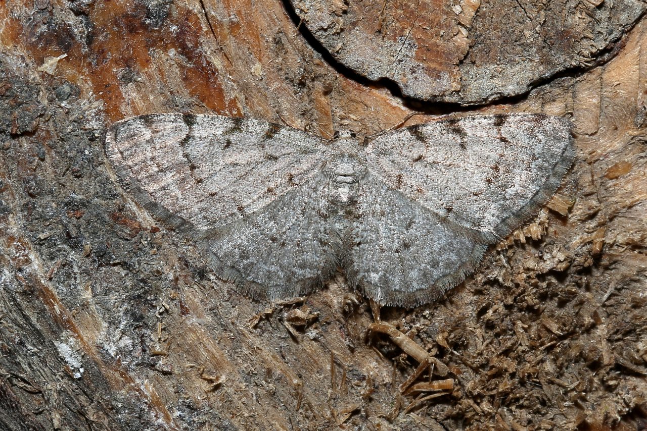 Aethalura punctulata (Denis & Schiffermüller, 1775) - Boarmie ponctuée