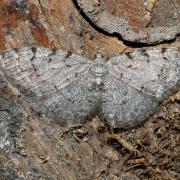 Aethalura punctulata (Denis & Schiffermüller, 1775) - Boarmie ponctuée