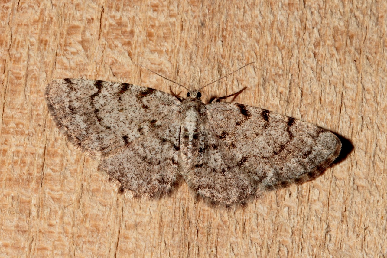 Aethalura punctulata (Denis & Schiffermüller, 1775) - Boarmie ponctuée