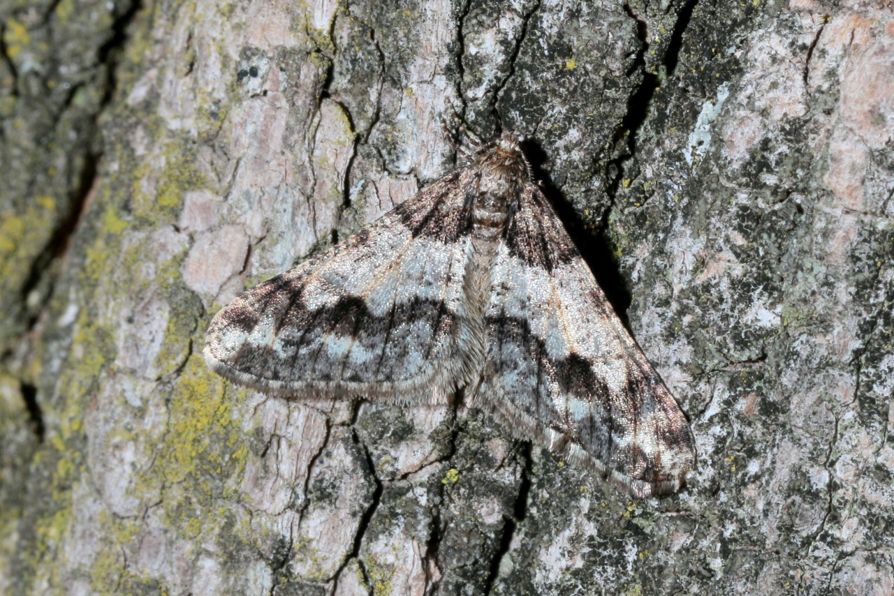 Agriopis leucophaearia (Denis & Schiffermüller, 1775) f. nigricaria - Hibernie grisâtre