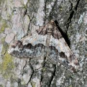 Agriopis leucophaearia (Denis & Schiffermüller, 1775) f. nigricaria - Hibernie grisâtre