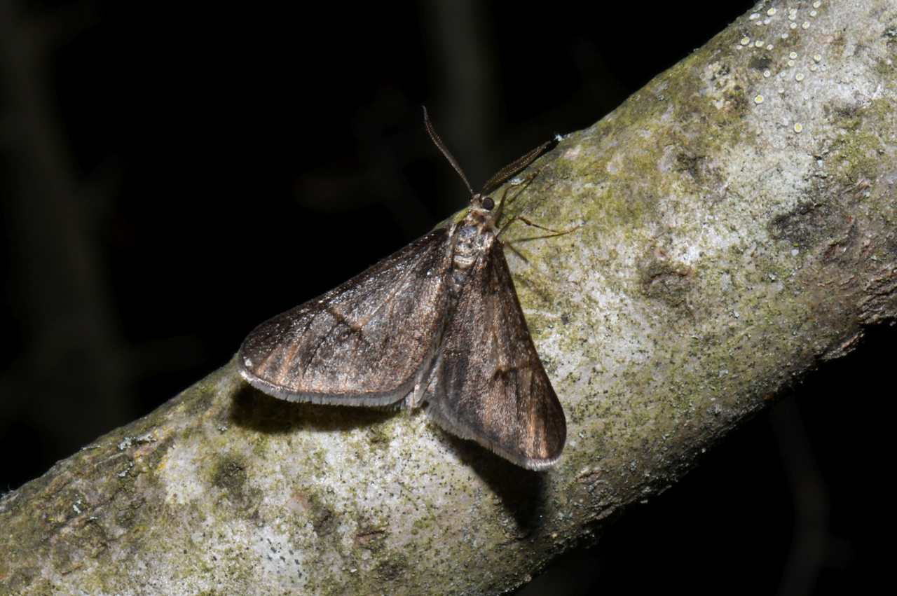 Agriopis leucophaearia (Denis & Schiffermüller, 1775) f. merularia - Hibernie grisâtre