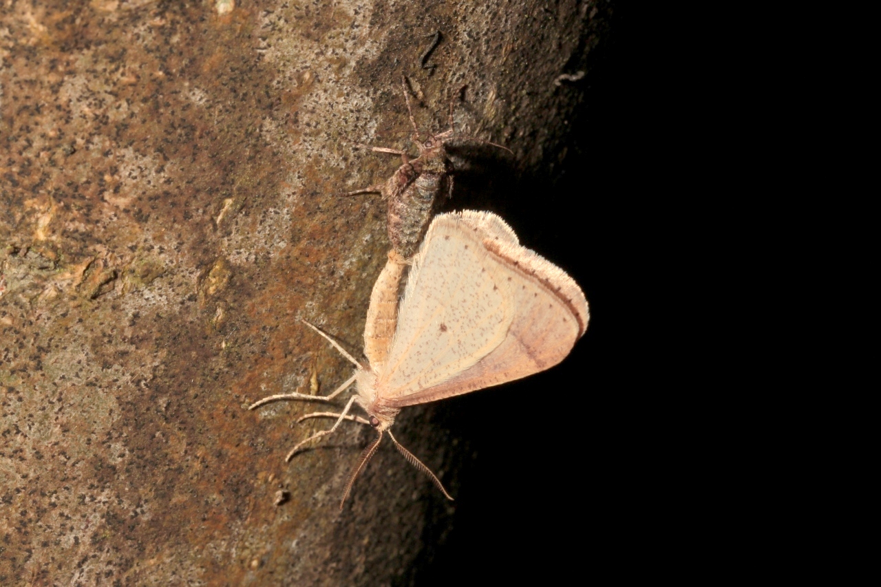 Phigaliohybernia marginaria (Fabricius, 1777) - Hibernie hâtive (accouplement) 