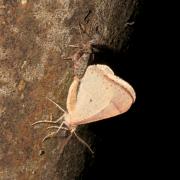 Phigaliohybernia marginaria (Fabricius, 1777) - Hibernie hâtive (accouplement) 