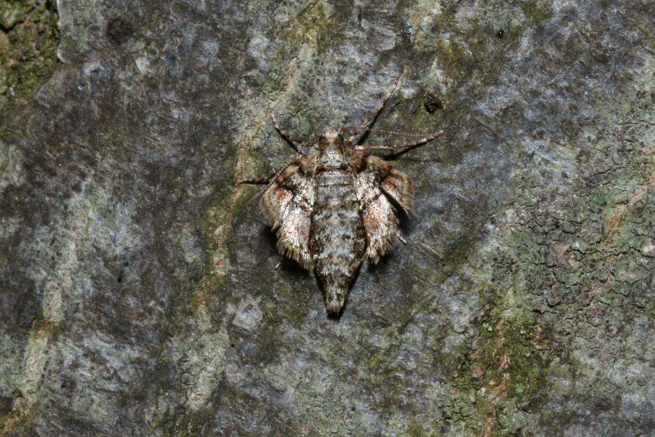 Phigaliohybernia marginaria (Fabricius, 1777) - Hibernie hâtive (femelle)