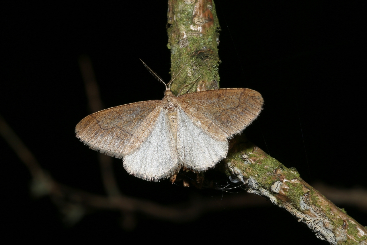 Phigaliohybernia marginaria (Fabricius, 1777) - Hibernie hâtive (mâle)