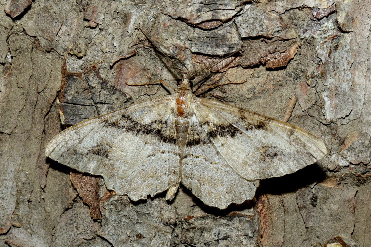 Alcis deversata (Staudinger, 1892) - Boarmie maculée