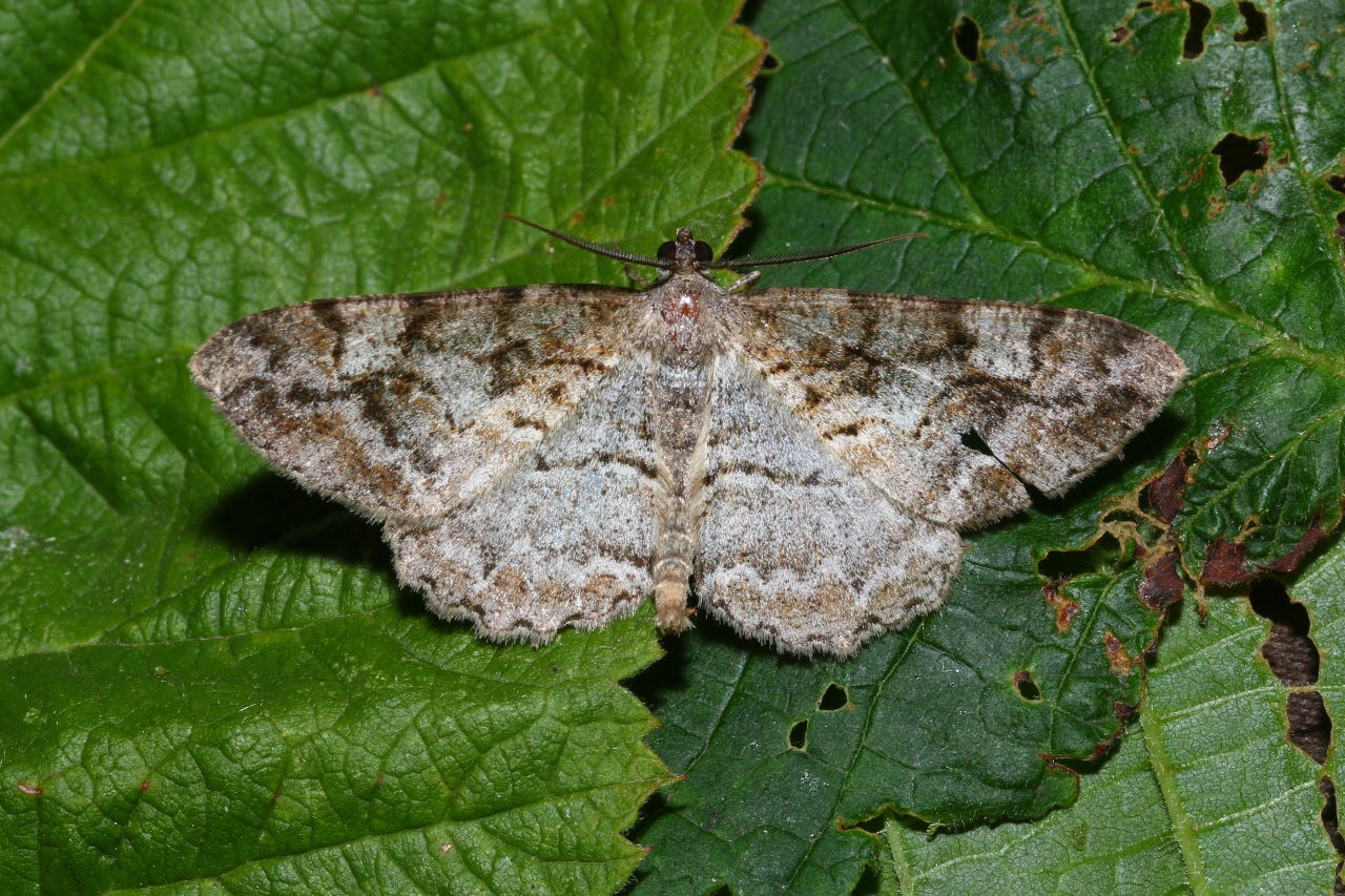 Alcis repandata (Linnaeus, 1758) - Boarmie recourbée