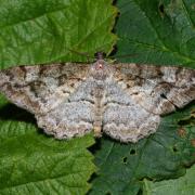 Alcis repandata (Linnaeus, 1758) - Boarmie recourbée