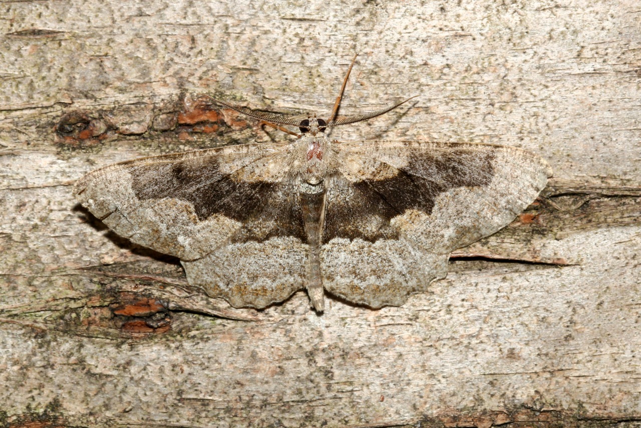 Alcis repandata (Linnaeus, 1758) f. conversaria - Boarmie recourbée