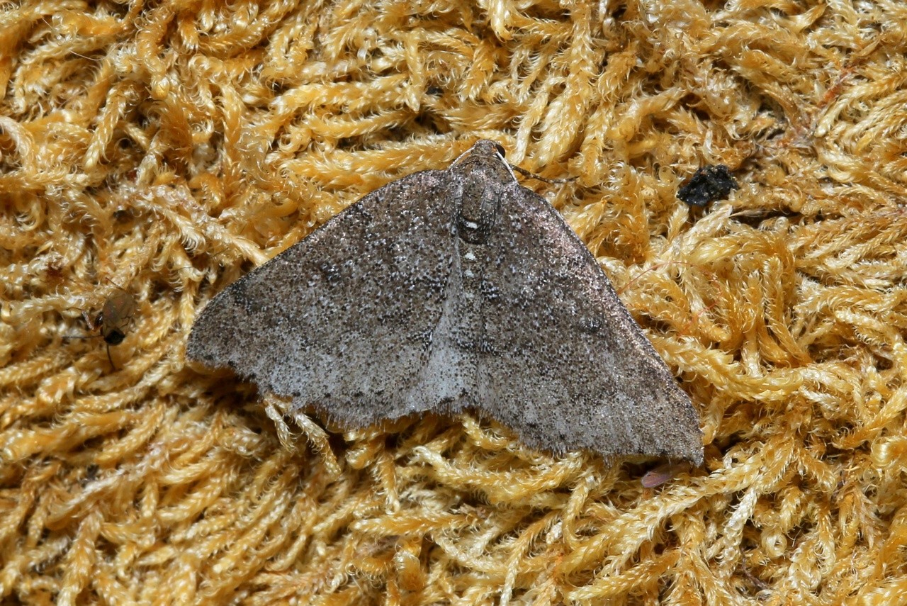 Aleucis distinctata (Herrich-Schäffer, 1839) - Phalène distincte