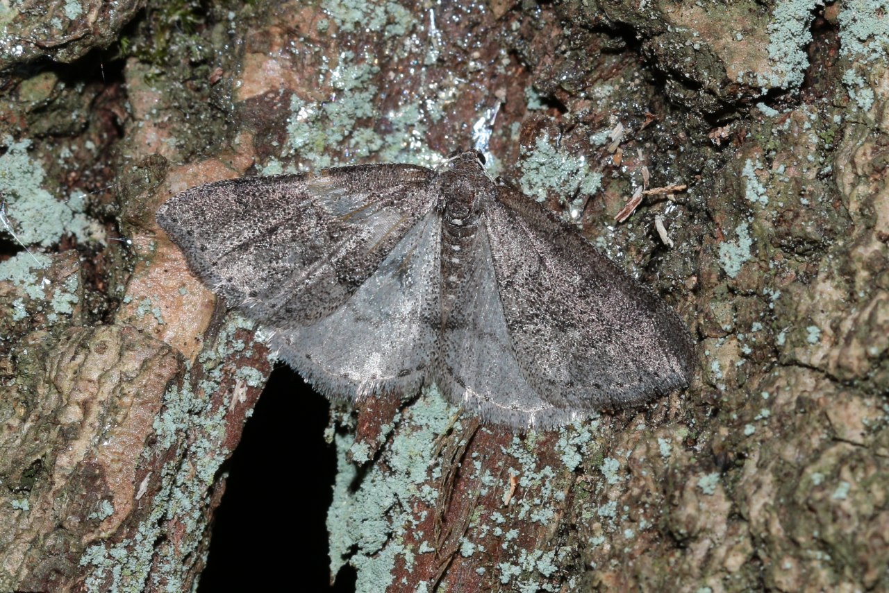 Aleucis distinctata (Herrich-Schäffer, 1839) - Phalène distincte