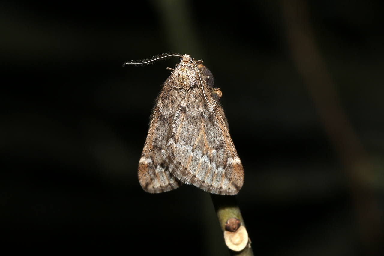 Alsophila aescularia (Denis & Schiffermüller, 1775) - Phalène du Marronnier