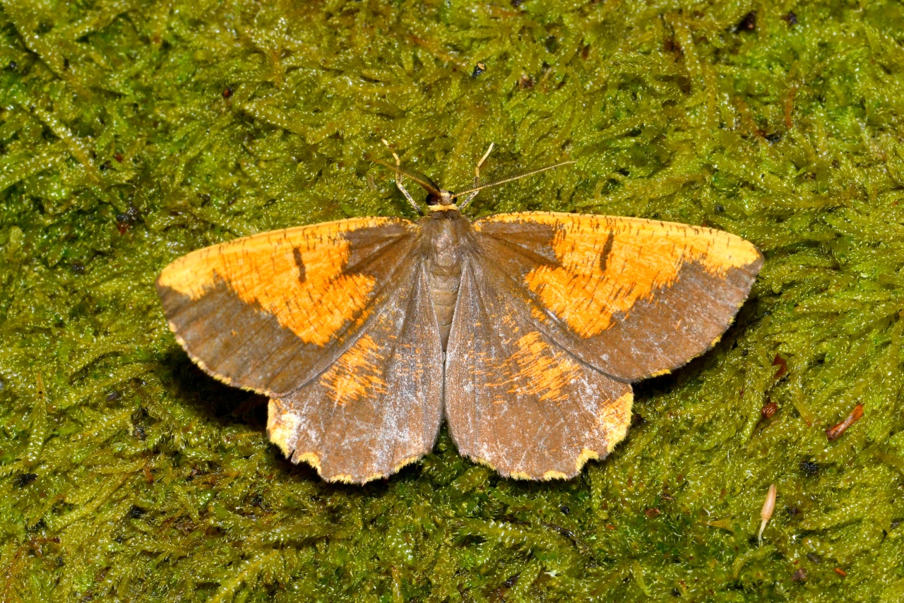 Angerona prunaria (Linnaeus, 1758) f. corylaria - Phalène du Noisetier