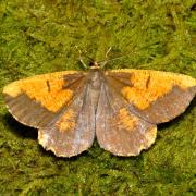 Angerona prunaria (Linnaeus, 1758) f. corylaria - Phalène du Noisetier