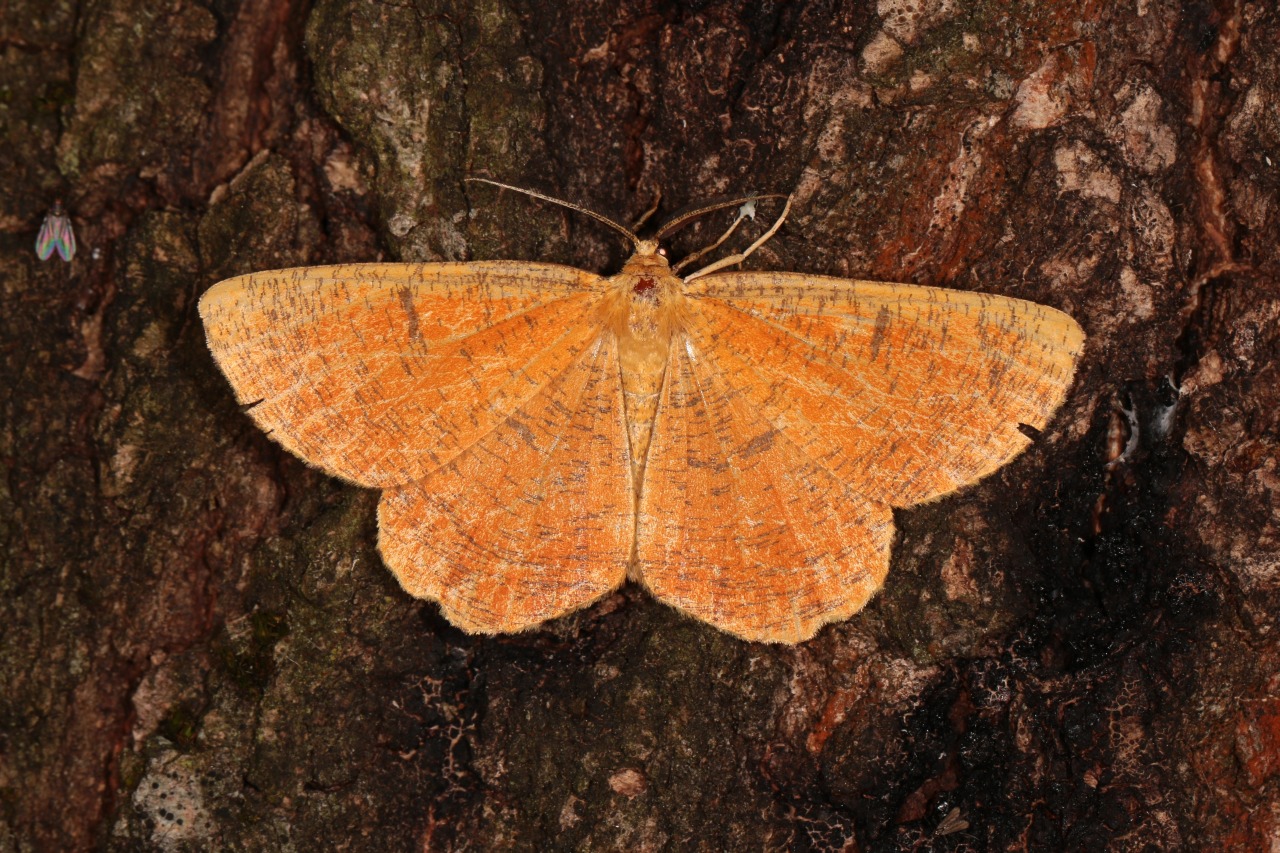 Angerona prunaria (Linnaeus, 1758) f. prunaria - Angéronie du Prunier