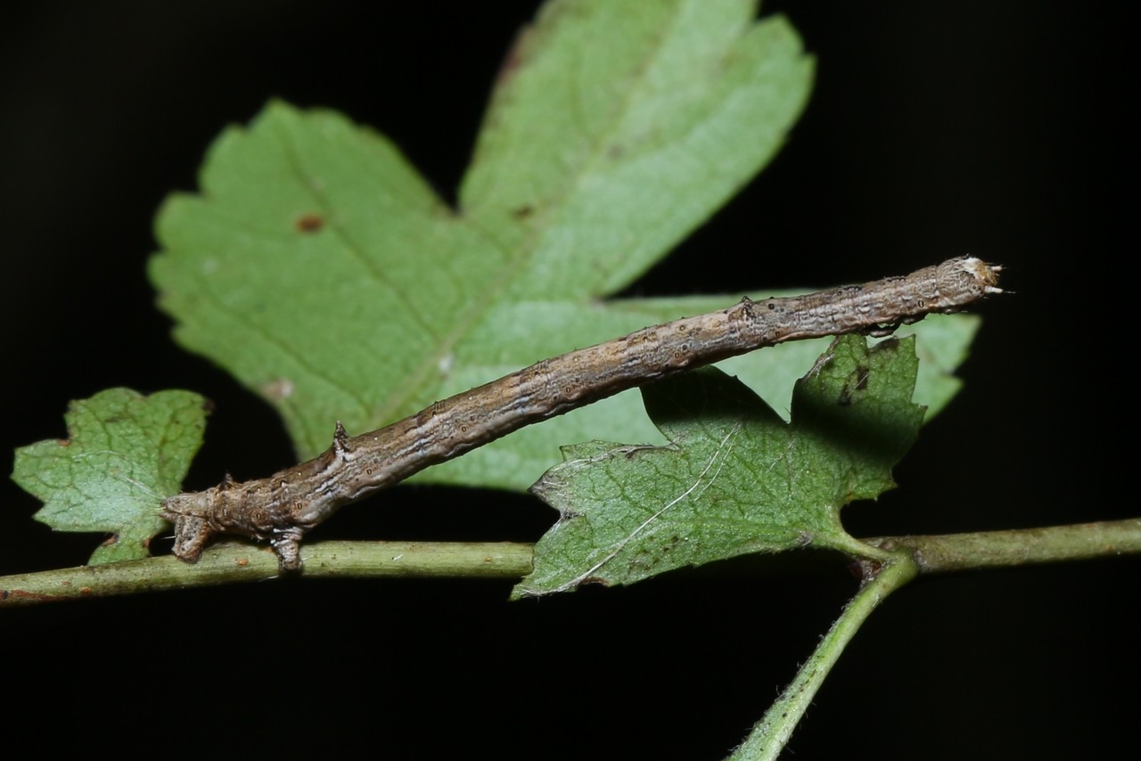 Angerona prunaria (Linnaeus, 1758) - Phalène du Noisetier (chenille)