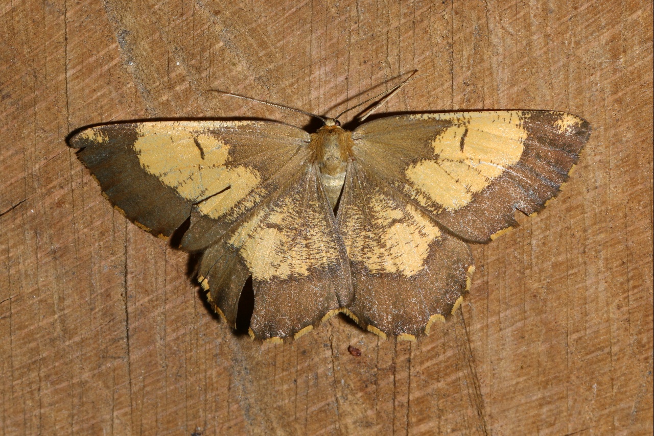 Angerona prunaria (Linnaeus, 1758) f. corylaria - Phalène du Noisetier