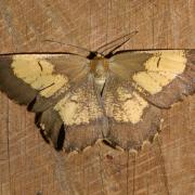 Angerona prunaria (Linnaeus, 1758) f. corylaria - Phalène du Noisetier