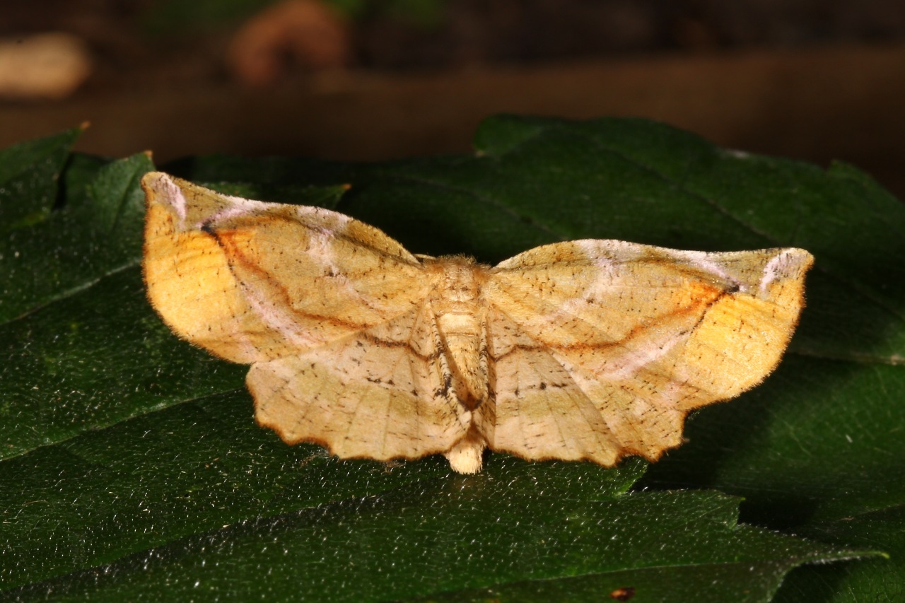 Apeira syringaria (Linnaeus, 1758) - Ennomos du Lilas