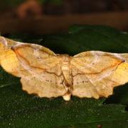 Apeira syringaria (Linnaeus, 1758) - Ennomos du Lilas